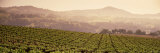 Mountains in Front of Vineyards, Asti, California, USA