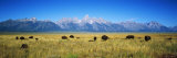 Field of Bison with Mountains in Background, Grand Teton National Park, Wyoming, USA