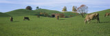 Cows Grazing on a Field, Canton of Zug, Switzerland
