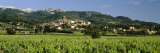 Vines in a Vineyard, Cotes du Rhone, Sablet, Vaucluse, Provence, France