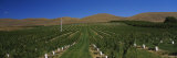 Peach Orchard in a Field, Yakima Valley, Yakima County, Washington, USA