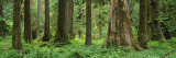 Trees in a Rainforest, Hoh Rainforest, Olympic National Park, Washington, USA