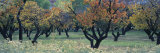 Fruit Orchard in Capitol Reef National Park, Ut, USA