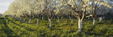Cherry Trees in an Orchard, Leelanau Peninsula, Michigan, USA