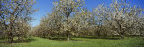 Cherry Trees in an Orchard, Leelanau Peninsula, Michigan, USA