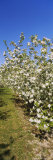 Apple Orchard in Bloom, Peshastin, Chelan County, Washington, USA