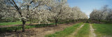 Dirt Road Passing Through a Cherry Orchard, Leelanau Peninsula, Michigan, USA
