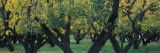 Trees in Fruit Orchard, Capitol Reef National Park, Ut, USA