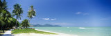 Palm Trees on the Beach, Penang, Malaysia