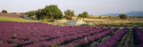 Lavender Flowers in a Field, Drome, Provence, France