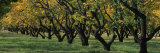 Row of Trees in Fruit Orchard, Capitol Reef National Park, Ut, USA