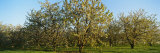 Cherry Trees in an Orchard, Leelanau Peninsula, Michigan, USA