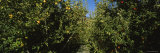 Apple Orchard, Wenatchee, Chelan County, Washington, USA