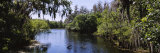 Hillsborough River in a Forest, Lettuce Lake Park, Tampa, Hillsborough County, Florida, USA