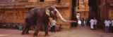 Elephant Walking on the Street, Tamil Nadu, India