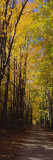 Dirt Road Passing Through a Forest, Sleeping Bear Dunes National Lakeshore, Empire, Michigan, USA
