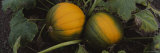 Close-Up of Pumpkins in a Field, Half Moon Bay, California, USA