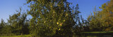 Apple Orchard, Kent County, Michigan, USA