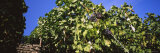 Grapes Hanging on Plants in a Vineyard, Vaihingen an Der Enz, Baden-Wurttemberg, Germany