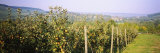 Apple Orchard, Weinsberg, Heilbronn, Stuttgart, Baden-Wurttemberg, Germany