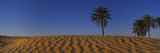 Palm Trees on a Hill, Douz, Tunisia