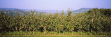 Apple Orchard, Weinsberg, Heilbronn, Stuttgart, Baden-Wurttemberg, Germany