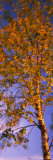 Birch Tree, Joutseno, Southern Finland, South Karelia, Finland