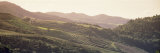Vineyard in a Valley, Sonom, Sonoma County, California, USA