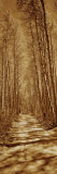 Trees Along a Road, Log Cabin Gold Mine, Eastern Sierra, Californian Sierra Nevada, California, USA