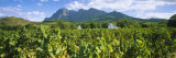 Babylons Torren Wine Estates, Paarl, Western Cape, Cape Town, South Africa
