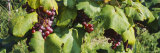 Close-Up of Red Grapes in a Vineyard, Finger Lake, New York, USA