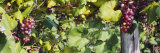 Close-Up of Red Grapes in a Vineyard, Finger Lake, New York, USA