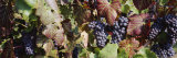 Close-Up of Red Grapes in a Vineyard, Finger Lake, New York, USA