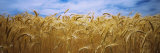 Wheat Crop Growing in Palouse Country, Washington, USA