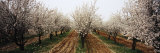 Almond Trees in an Orchard, Syria