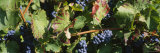 Close-Up of Red Grapes in a Vineyard, Finger Lake, New York, USA