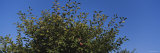 Close-Up of Plum Trees in an Orchard, Gilroy, California, USA