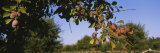 Close-Up of Plum Trees in an Orchard, Gilroy, California, USA