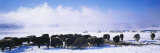 Herd of Yaks on a Polar Landscape, Uvurkhangai Aimag, Independent Mongolia