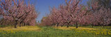 Buy Cherry Trees in an Orchard, South Haven, Michigan, USA at AllPosters.com