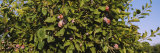 Close-Up of a Treetop in an Orchard, Gilroy, California, USA