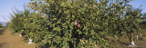 Close-Up of a Plum Tree in an Orchard, Gilroy, California, USA