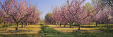 Cherry Trees in an Orchard, South Haven, Michigan, USA