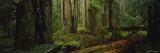 Trees in a Forest, Hoh Rainforest, Olympic National Park, Washington, USA