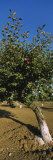 Close-Up of a Plum Tree in an Orchard, Gilroy, California, USA