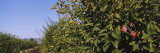 Road Along an Orchard of Plum Trees, Gilroy, California, USA