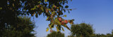 Close-Up of a Plum Tree in an Orchard, Gilroy, California, USA