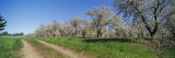 Dirt Road Passing Through a Cherry Orchard, Leelanau Peninsula, Michigan, USA