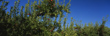 Buy Apple Orchard, Wenatchee, Chelan County, Washington, USA at AllPosters.com