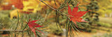 Maple Leaves Stuck on a Pine Tree Branch, Oregon, USA